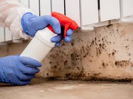 Why You Should Choose Our Mold Remediation Services in Willow Grove, PA